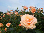 081018-3.jpg