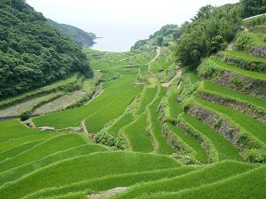 浜野浦の棚田