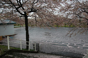 外はあいにくの雨。濡れた桜が綺麗です。