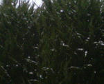 200801231257000.jpg