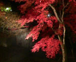 2008111519310000.jpg