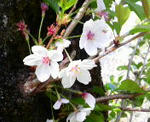 2009041914540000.jpg