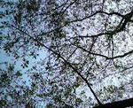 2009041915130000.jpg