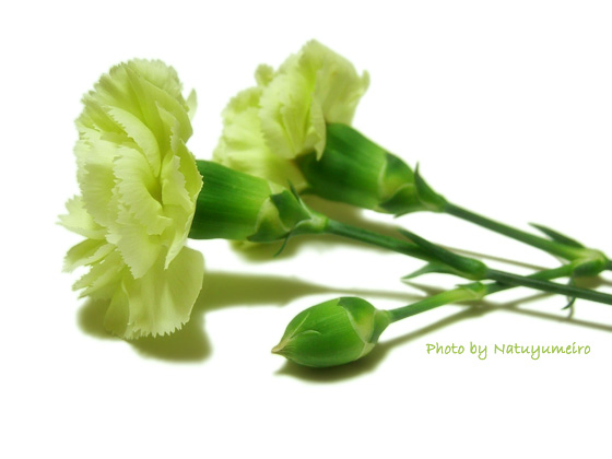 carnation_g01.jpg