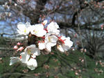 PAP_0023.JPG
