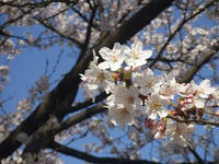 sakura1.JPG