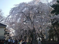 sakura3.JPG