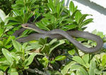 Blackracer.jpg