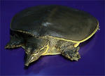 Apalone_spinifera.jpg