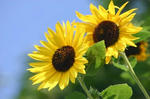 sunflower.jpg
