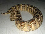 puffadder.jpg