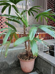 bamboo.JPG