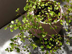 muehlenbeckia.jpg
