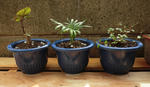 3_plants.JPG