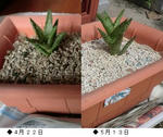 two_aloes.JPG