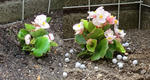 two_begonias.JPG
