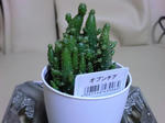 opuntia.JPG