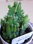 opuntia_evil.JPG
