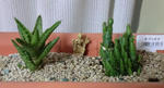 hisuidenn_and_opuntia.JPG