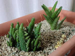 opuntia_and_hisuidenn.JPG