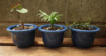 3_plants_524.JPG