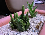 opuntia_and_hisuidenn_0612a.JPG