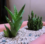 hisuidenn_and_opuntia_0612.JPG