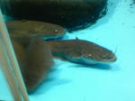 DVC00068.JPG