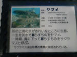 DVC00071.JPG