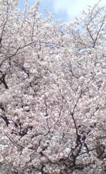 20100410131903.jpg