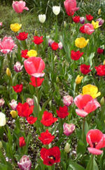 20100410131708.jpg