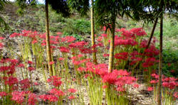 20100929125149.jpg