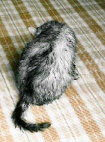 shamp01.jpg