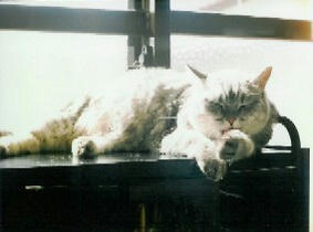shamp04.jpg