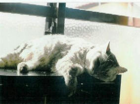 shamp05.jpg