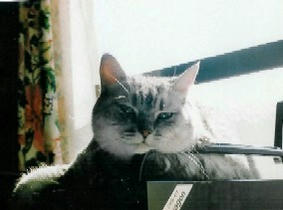 shamp09.jpg