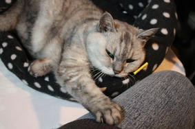 HANA20101227_4.JPG