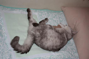 HASAMU01.JPG
