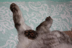 HASAMU02.JPG