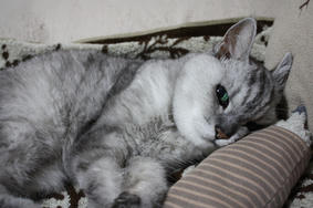 garahana01.JPG