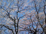 sakura1.jpg