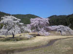 sakura.jpg