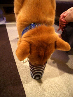 cup1.jpg