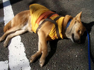 walk1.jpg