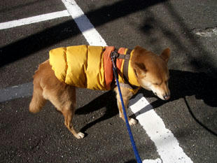 walk3.jpg