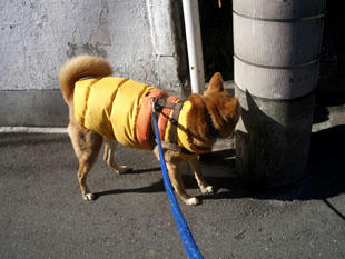 walk4.jpg