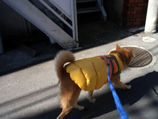 walk5.jpg