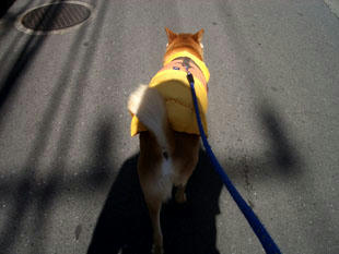 walk6.jpg