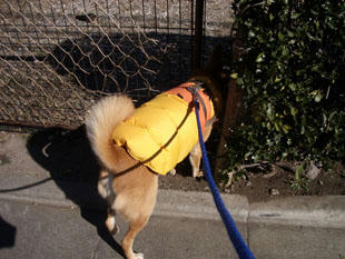 walk7.jpg