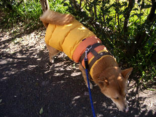 walk8.jpg